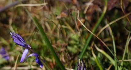 Jacinthe des bois