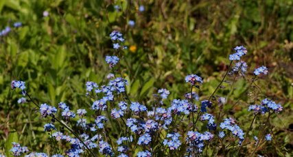 Myosotis sp.