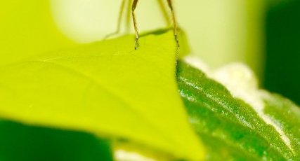 Agrion blanchâtre femelle