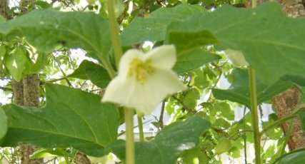 physalis