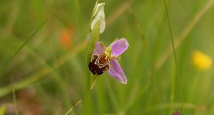 Ophrys abeille