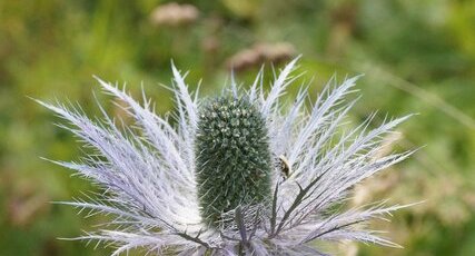 Panicaut des Alpes