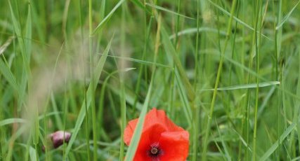 Papaver sp.