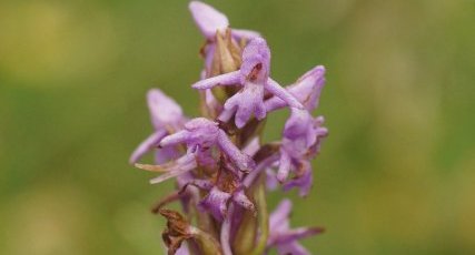 Orchis moustique