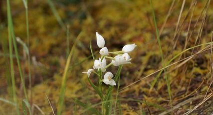 Céphalanthère sp.