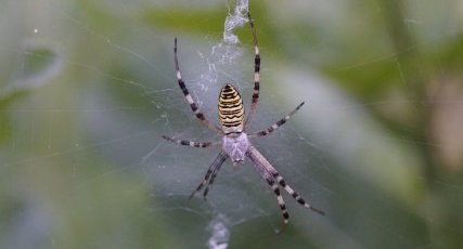 Argiope frelon