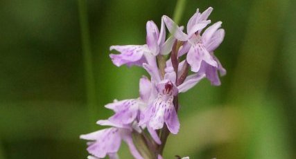 Orchis moustique