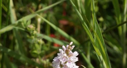 Dactylorhiza maculata