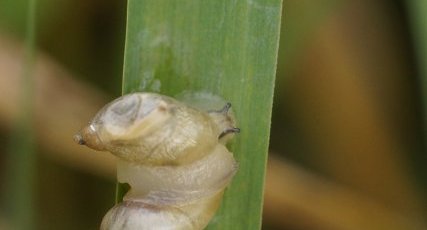 Copulât d'escargots