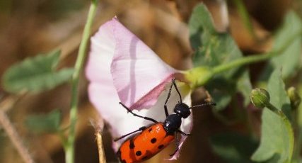 Mylabris quadripunctata