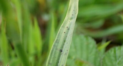 Feuille de Dactylorhiza fuchsii