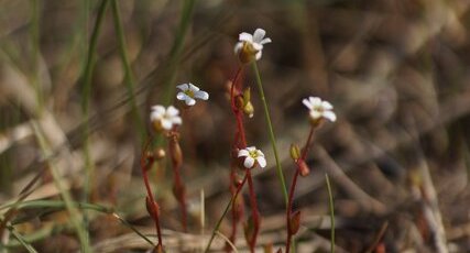 Saxifrage sp.