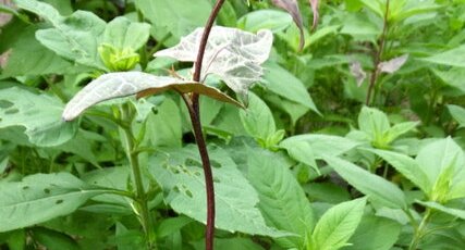 Arroche des jardins (rouge)