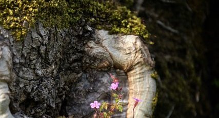 Géranium pourpre