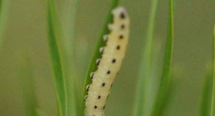 Fausse-chenille de Diprion pini