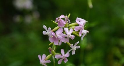 Saponaire officinale