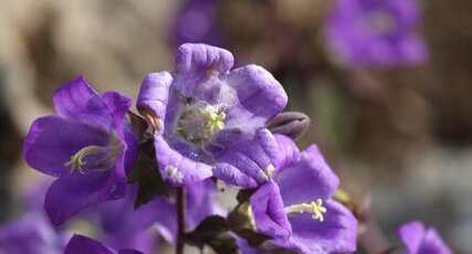 Campanula spatulata ssp filicaulis