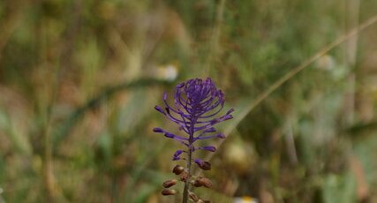 Muscari à toupet