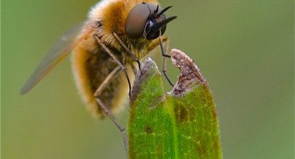 Bombylius sp. (2)