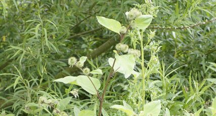 Grande bardane - Arctium majus - sous réserve