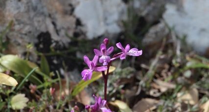 Orchis spitzeli ssp nitidifolia