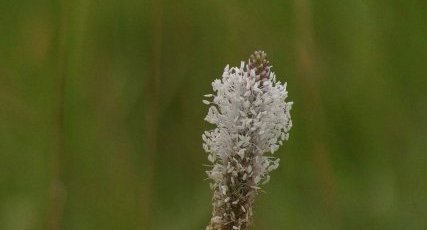 Plantain sp.