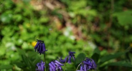 Jacinthe des bois