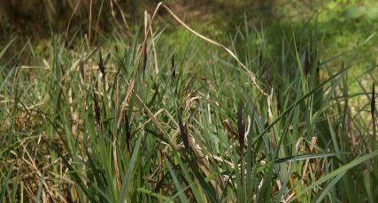 Carex sp.