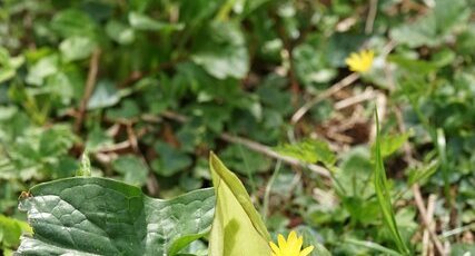 Arum sp.