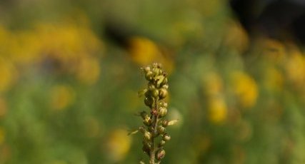 Listère à feuilles ovales