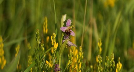 Ophrys abeille