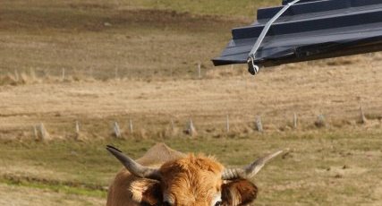 Vache de l'Aubrac