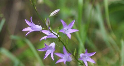 Campanule sp.