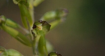 Listère à feuilles ovales