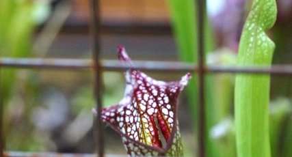 Sarracenia