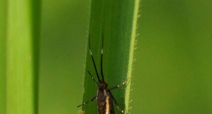 Espereia sulphurella