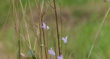 Campanule sp.