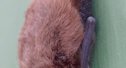 Pipistrelle sp.