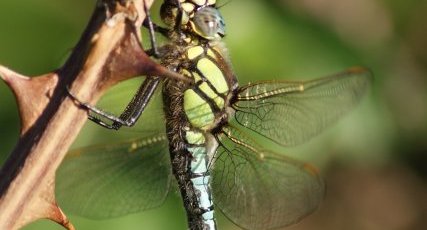 Brachytron pratense - mâle