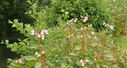 Balsamine de l'Himalaya