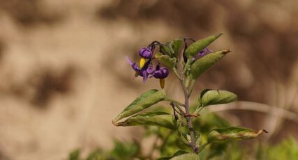 Morelle douce amère