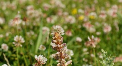 Orobanche du trèfle