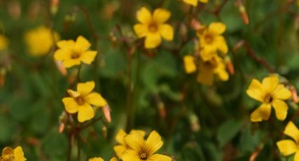 Oxalis jaune