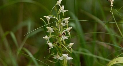 Platanthera sp.