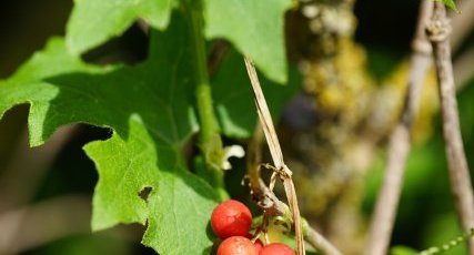 Fruits de la Bryone dioïque