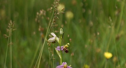 Ophrys abeille