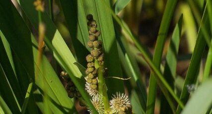 Plantain d'eau