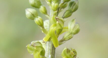 Fleurs de Listère à feuilles ovales ou grande listère