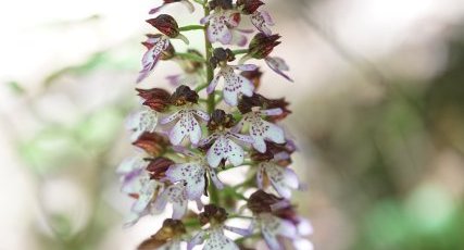 Orchis pourpre