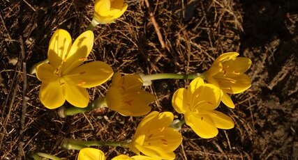 Crocus flavus - sous réserve